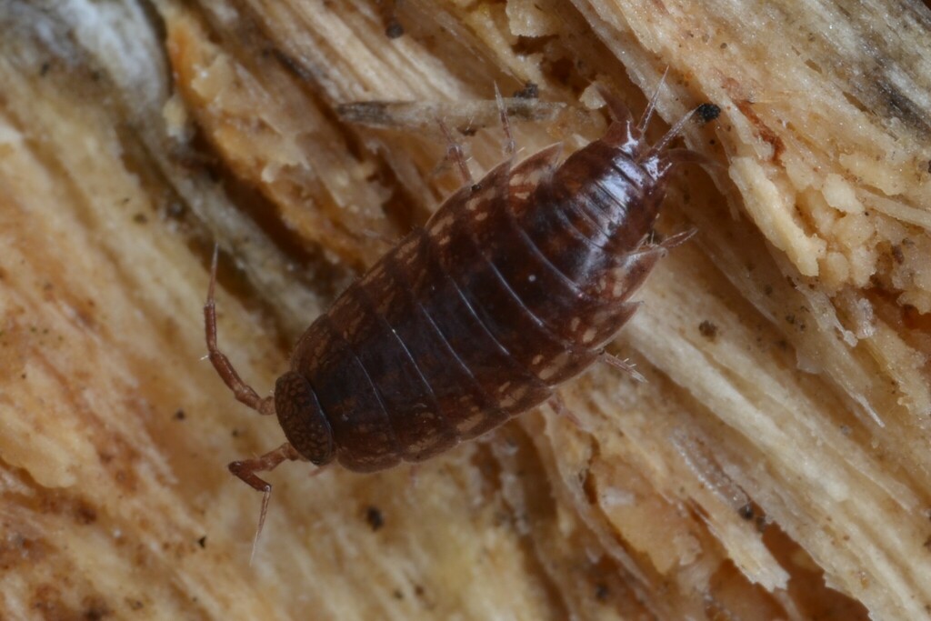 Oritoniscus remyi from 09240 Sentenac-de-Sérou, France on August 23 ...