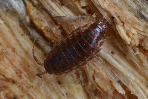 Oritoniscus remyi