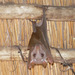 Peters's Epauletted Fruit Bat - Photo (c) 116916927065934112165, some rights reserved (CC BY-SA), uploaded by 116916927065934112165