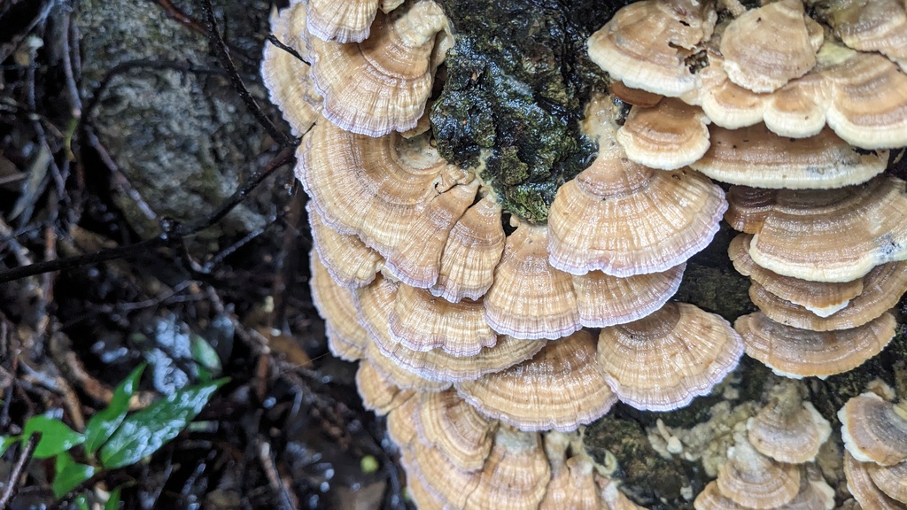 Trichaptum biforme · September 2023 · photo: © atsushi_nakajima_cirque (iNaturalist, cc-by)