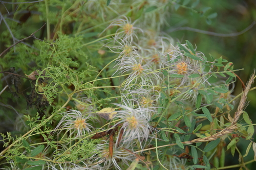 Clematis aethusifolia