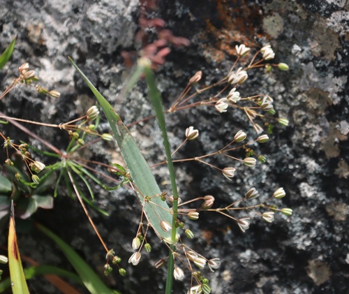 Pharnaceum elongatum (Pharnaceum elongatum)