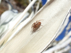 Novaranea queribunda