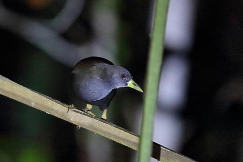 Amaurornis moluccana