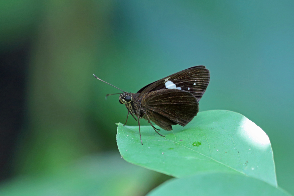 Notocrypta renardi
