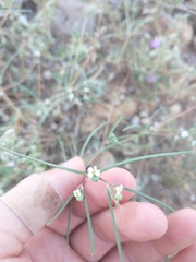 Florida Keys Jointweed (Chamaesyce florida)