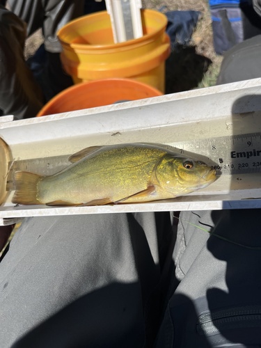 Tench (Tinca tinca) — Cyprinidae — 3