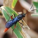 Limonethe maurator - Photo (c) skitterbug, algunos derechos reservados (CC BY), subido por skitterbug