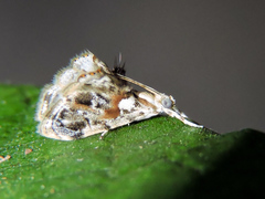 Dicymolomia