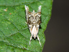 Dicymolomia