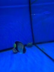 Apolemichthys xanthurus