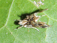 Dicymolomia