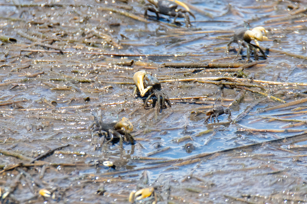 mud-fiddler-crab-from-stratford-ct-usa-on-august-13-2023-at-11-34-am