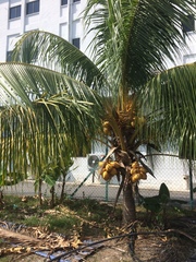Cocos nucifera