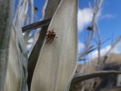 Novaranea queribunda
