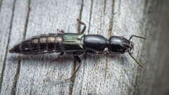 Thyreocephalus