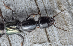 Thyreocephalus