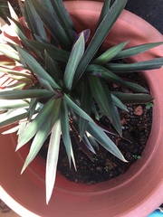 Tradescantia spathacea