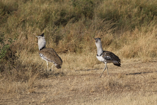 Kori Bustard (Ardeotis kori), photo 10