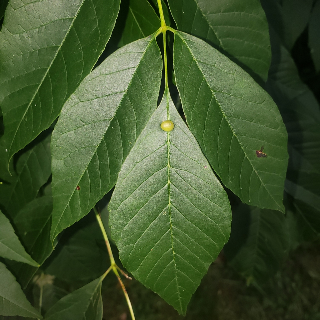 ash bullet gall midge from Erie, PA 16505, USA on September 9, 2023 at ...