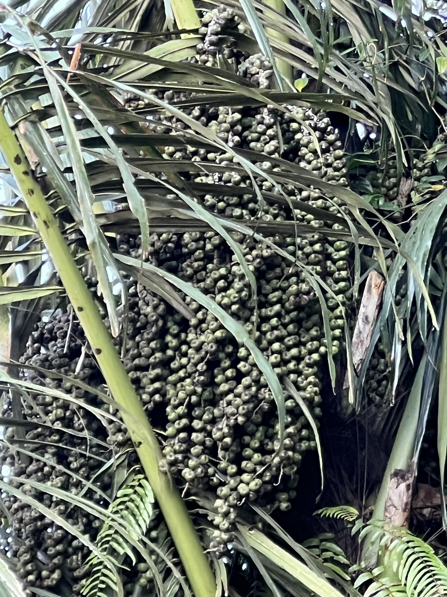 Imagem de Palmeira-sagu