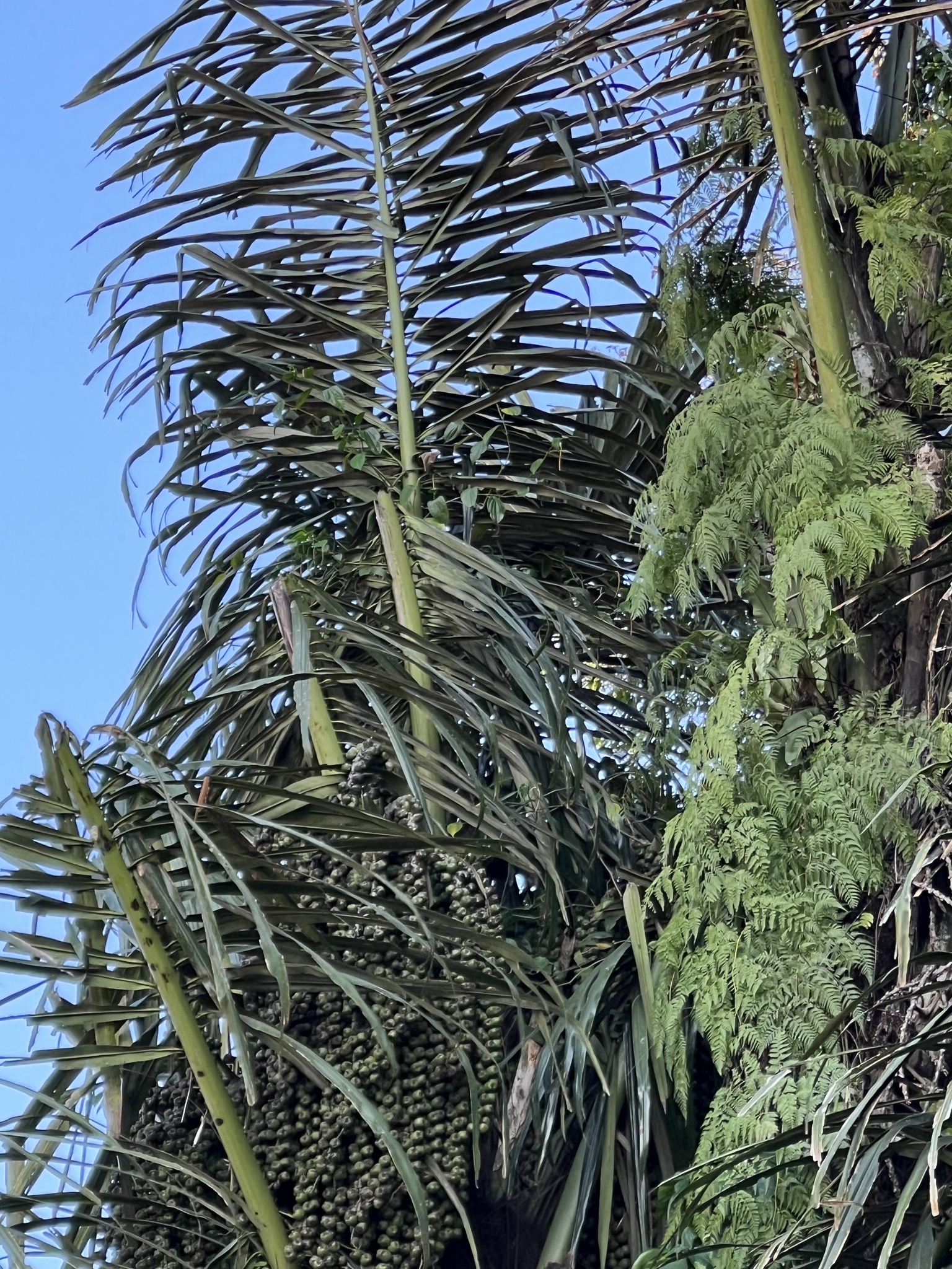 Imagem de Palmeira-sagu