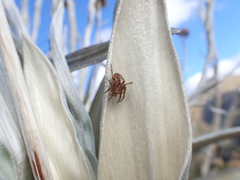 Novaranea queribunda