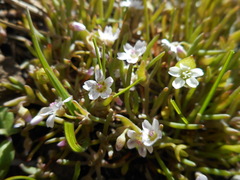 Claytonia exigua
