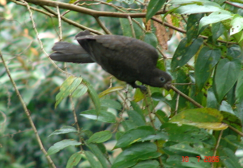 Coracopsis nigra