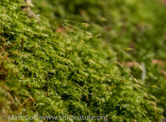 Tetraphis geniculata