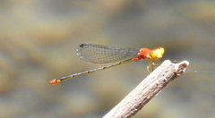 Pseudagrion pilidorsum declaratum
