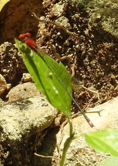 Pseudagrion pilidorsum declaratum