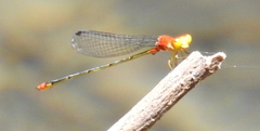 Pseudagrion pilidorsum declaratum