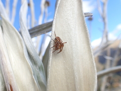 Novaranea queribunda