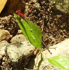 Pseudagrion pilidorsum declaratum