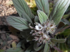 Phacelia phacelioides