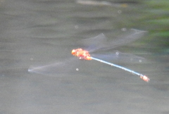 Pseudagrion pilidorsum declaratum