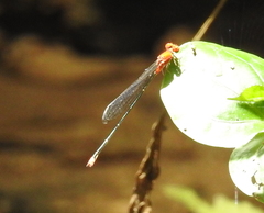 Pseudagrion pilidorsum declaratum