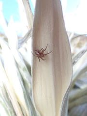 Novaranea queribunda