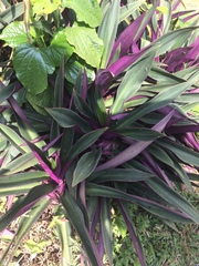 Tradescantia spathacea