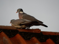 Columba palumbus