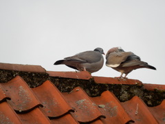Columba palumbus