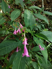 Strobilanthes hamiltoniana
