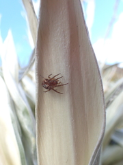 Novaranea queribunda