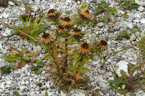 Carline Thistle
