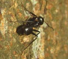 Camponotus arminius