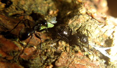 Camponotus arminius
