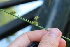 Juncus australis