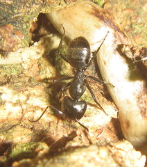 Camponotus arminius