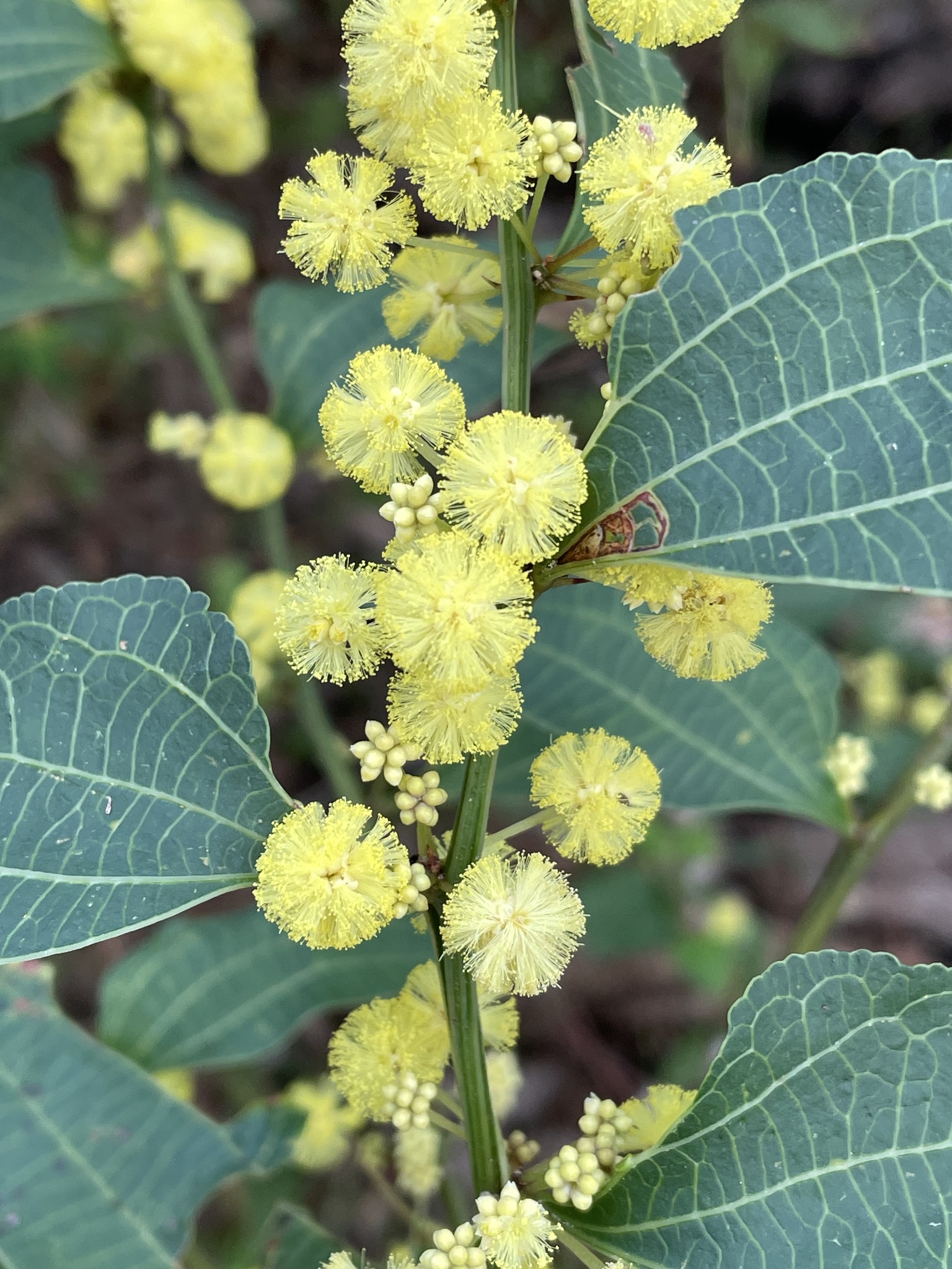 Acacia urophylla